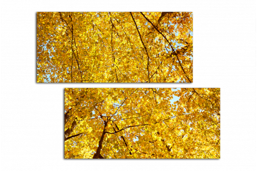 Модульная картина Желтая листва
